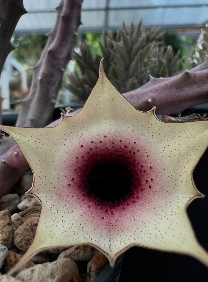 Huernia Korat Sweet Girl seeds