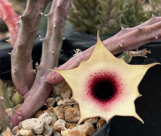 Huernia Korat Sweet Girl seeds