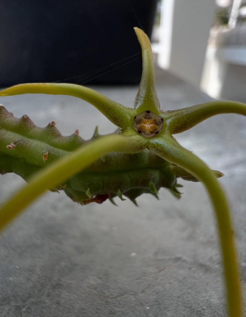 Echidnopsis montana seeds