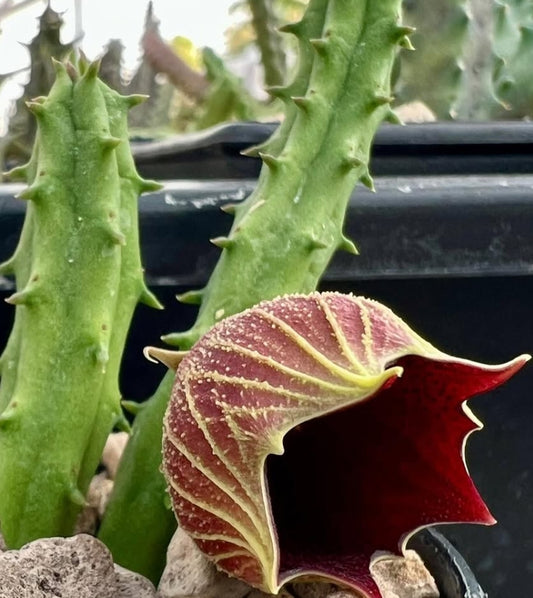 Huernia keniensis var. globosa seeds