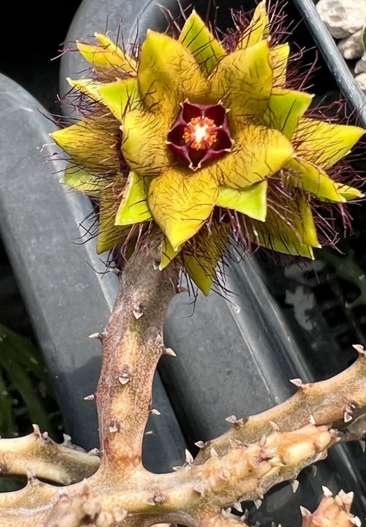Caralluma indica seeds