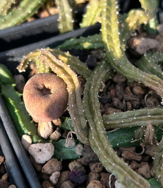 Echidnopsis malum seeds
