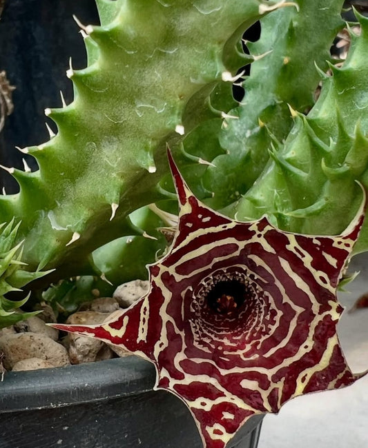 Huernia szunyogh hybrid seeds