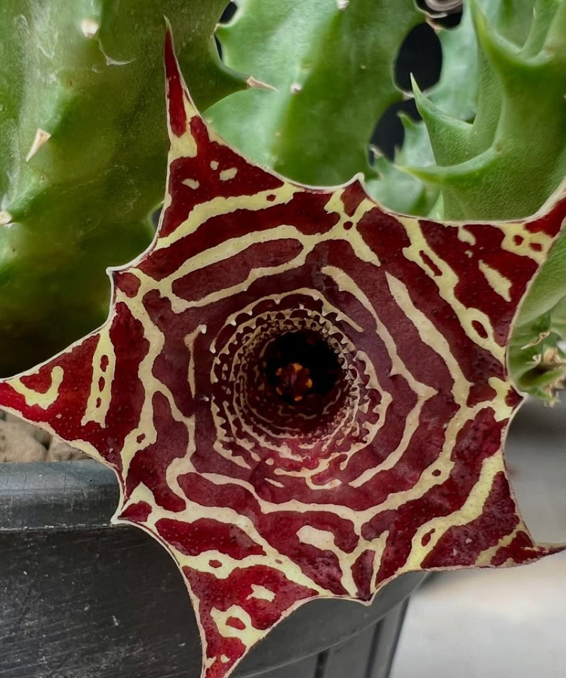 Huernia szunyogh hybrid seeds