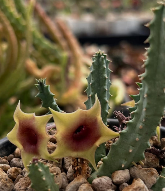 Huernia insigniflora seeds