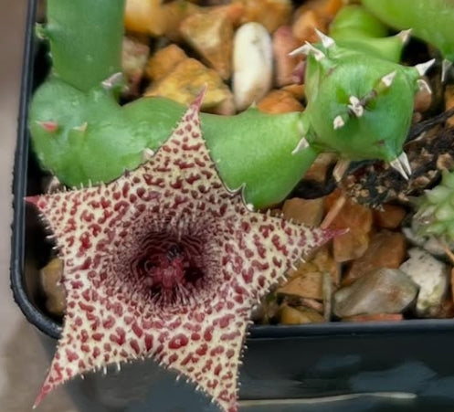 Huernia erinacea seeds