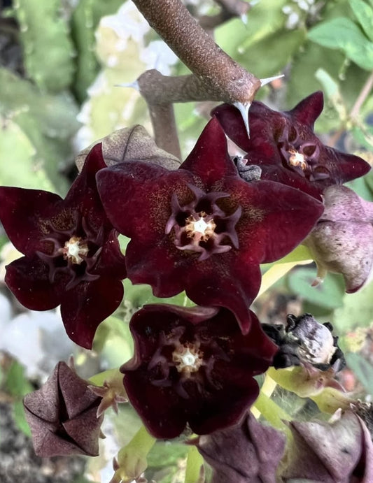 Caralluma hexagona Red seeds