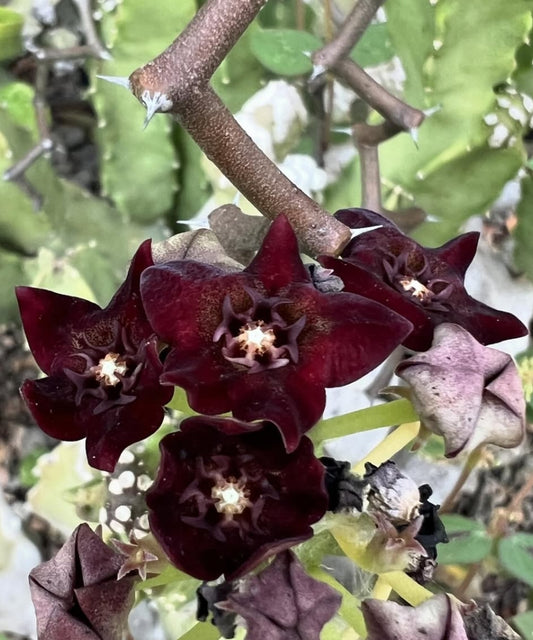 Caralluma hexagona Red seeds