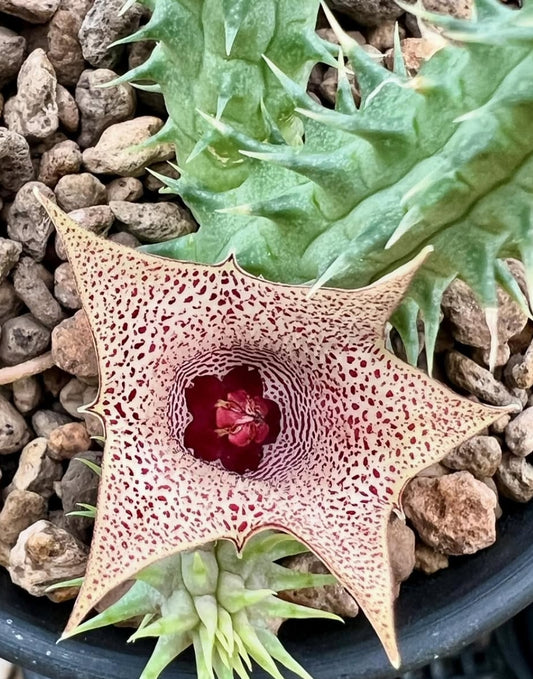 Huernia Red Ribbon seeds