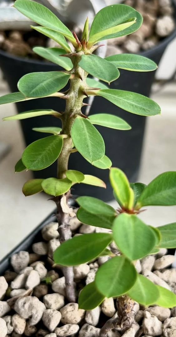 Euphorbia bulbispina seeds