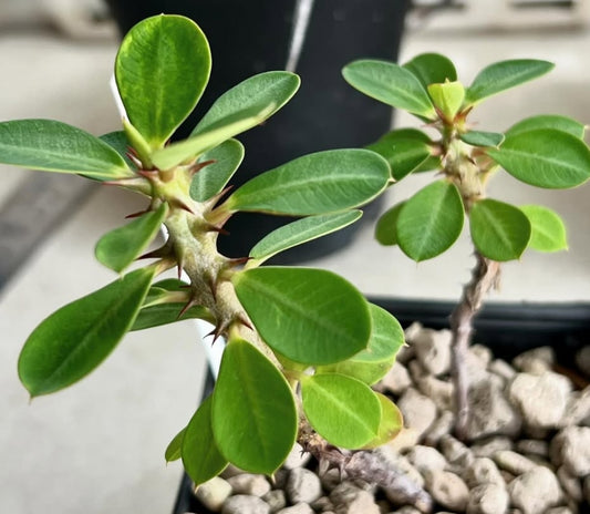 Euphorbia bulbispina seeds