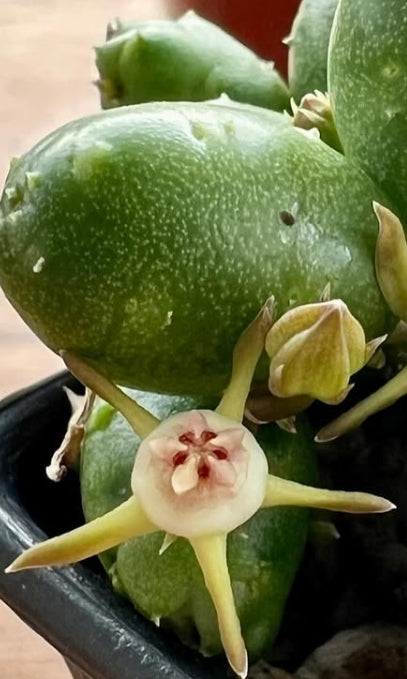 Duvalia parviflora seeds