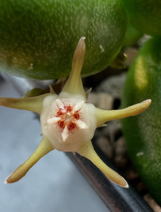 Duvalia parviflora seeds