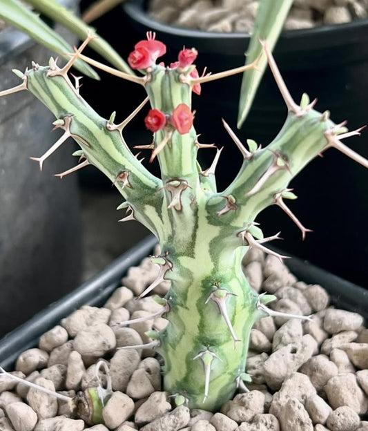 Euphorbia schizacantha seeds