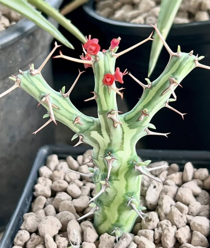 Euphorbia schizacantha seeds