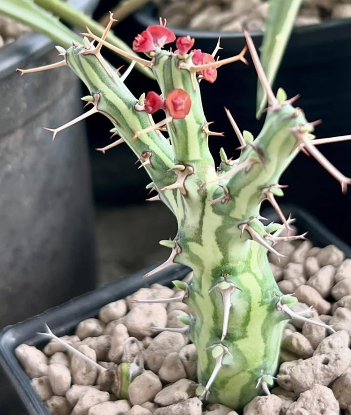 Euphorbia schizacantha seeds
