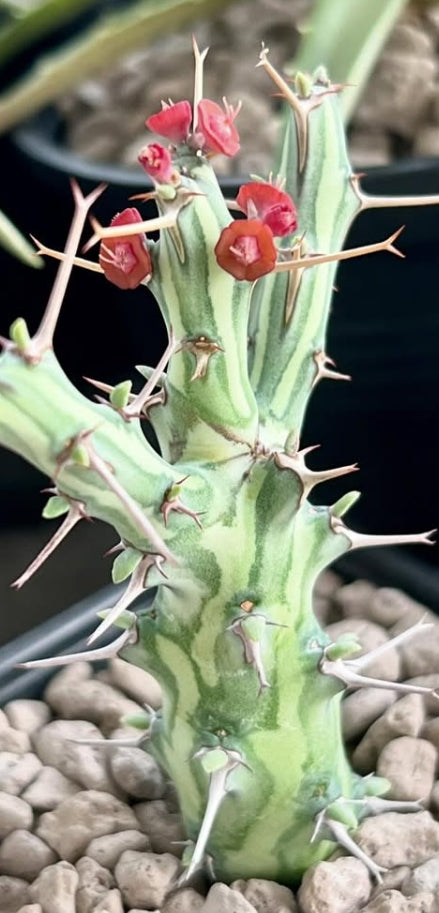 Euphorbia schizacantha seeds
