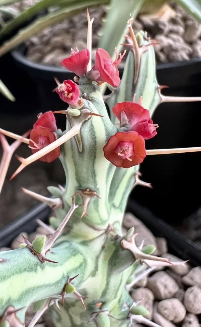 Euphorbia schizacantha seeds