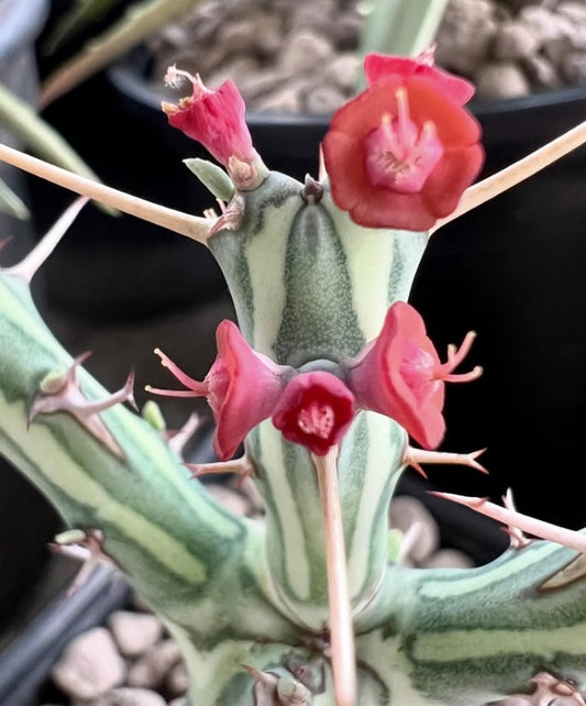 Euphorbia schizacantha seeds