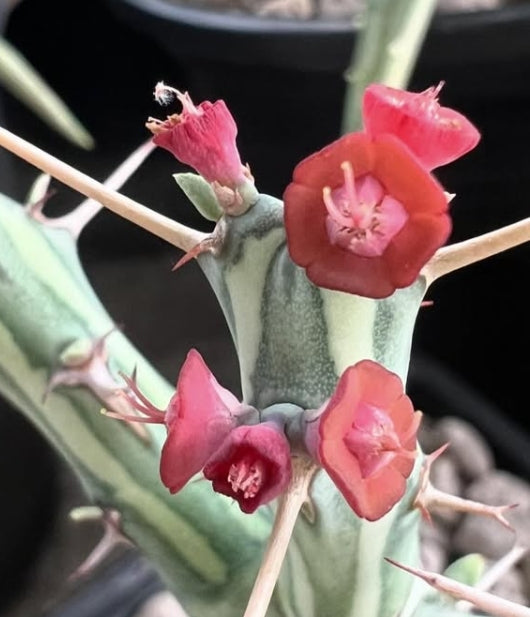 Euphorbia schizacantha seeds