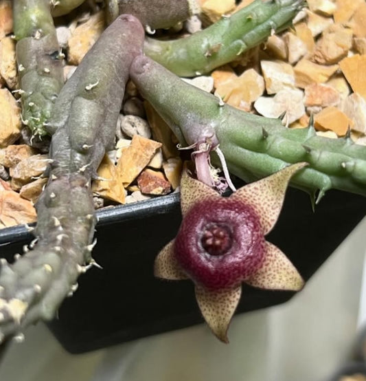 Huernia tanganyikensis seeds
