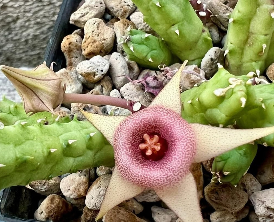 Huernia procumbens x Huernia coccina seeds