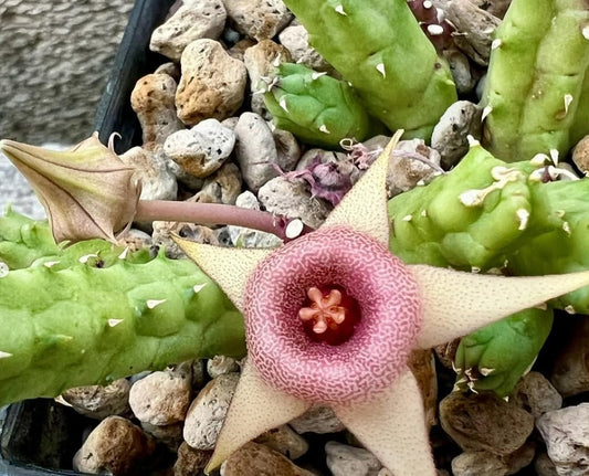 Huernia procumbens x Huernia coccina seeds