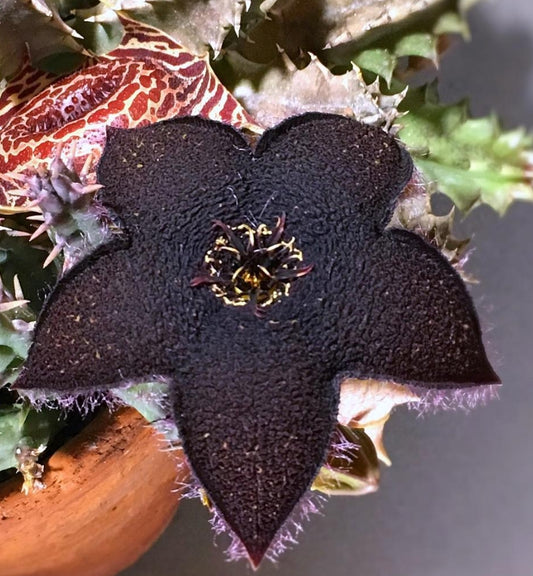 Tridentea gemmiflora seeds