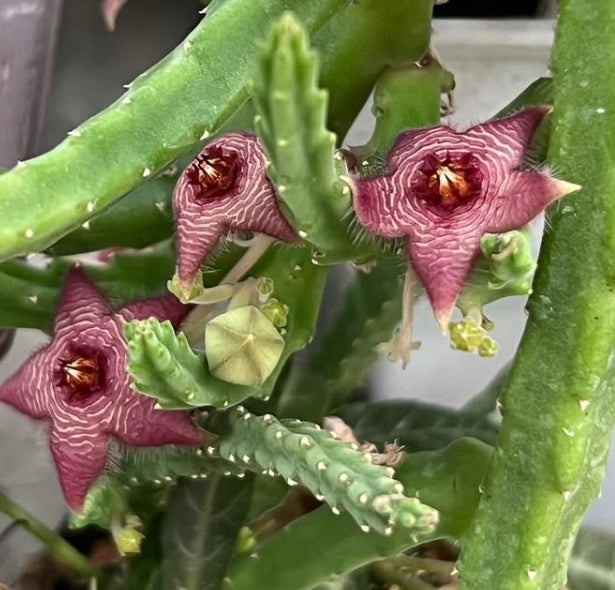 Stapelia paniculata ssp. scitula seeds