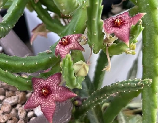 Stapelia paniculata ssp. scitula seeds