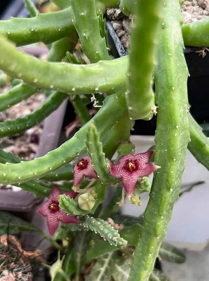 Stapelia paniculata ssp. scitula seeds