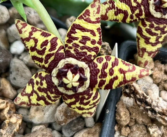Orbea semota ssp. semota seeds