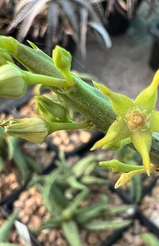 Caralluma sarkariae seeds