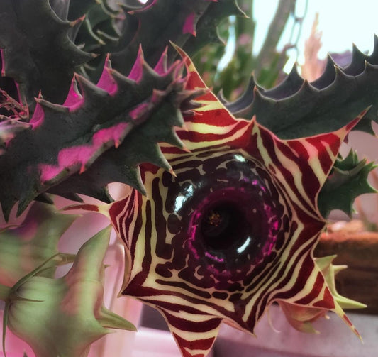 Huernia Zebrina Magniflora seeds