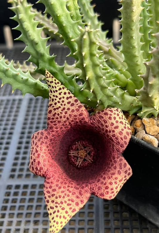 Orbea variegata x tavaresia barklyi seeds