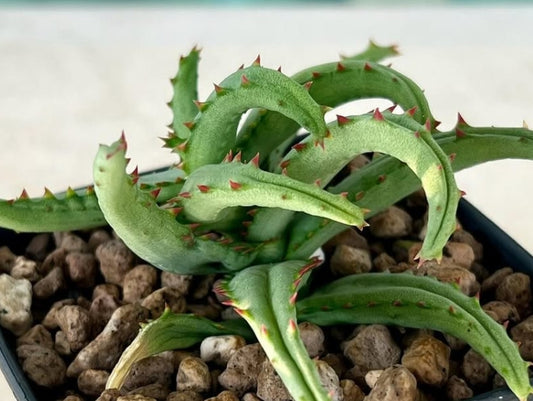 Aloe castilloniae seeds