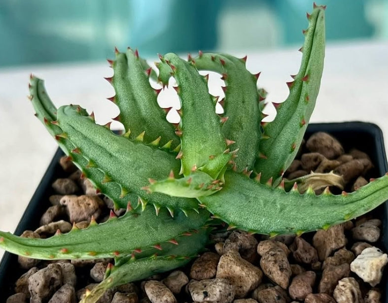 Aloe castilloniae seeds