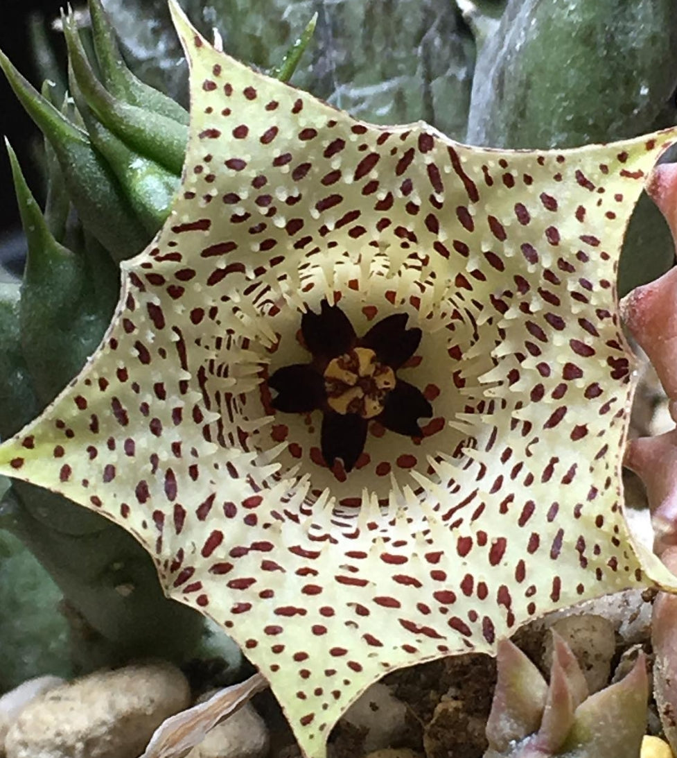 Huernia Maccoyi seeds
