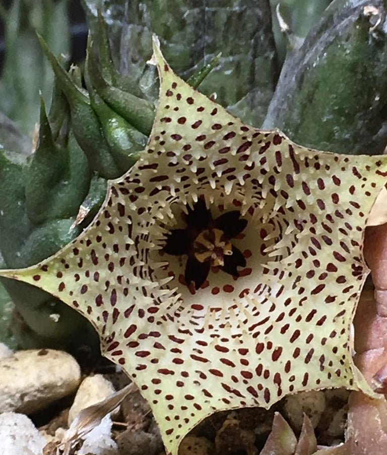 Huernia Maccoyi seeds