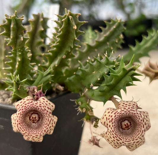 Huernia korat white tiger seeds