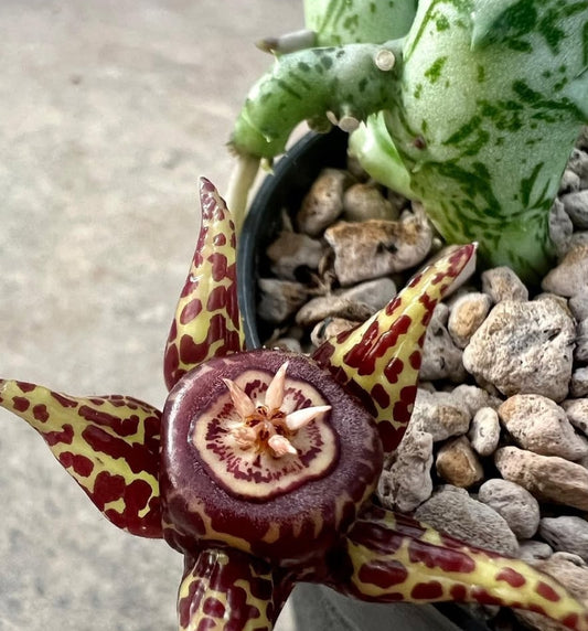 Huernia somalensis seeds
