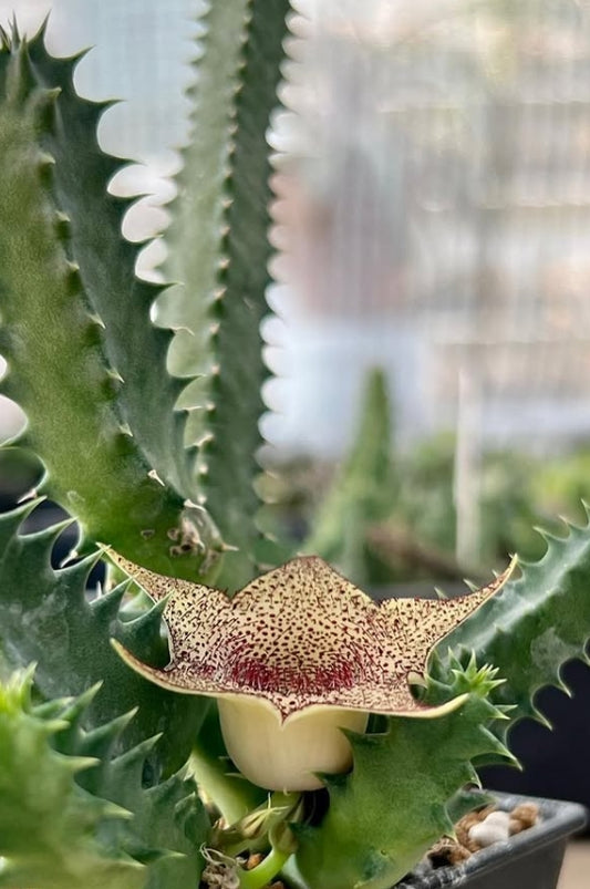 Huernia barbata ssp. barbata seeds