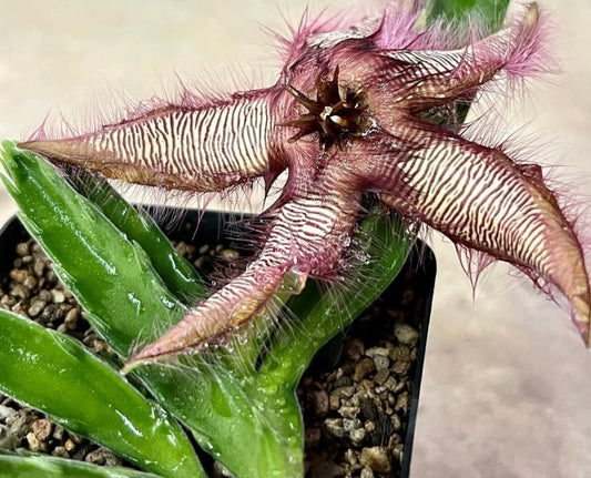 Stapelia gettleffii seeds