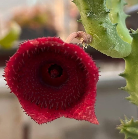 Huernia keniensis seeds