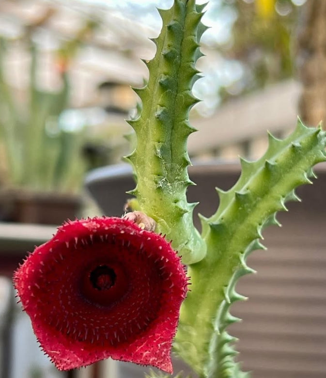 Huernia keniensis seeds