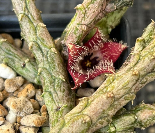 Stapelianthus montagnacii seeds