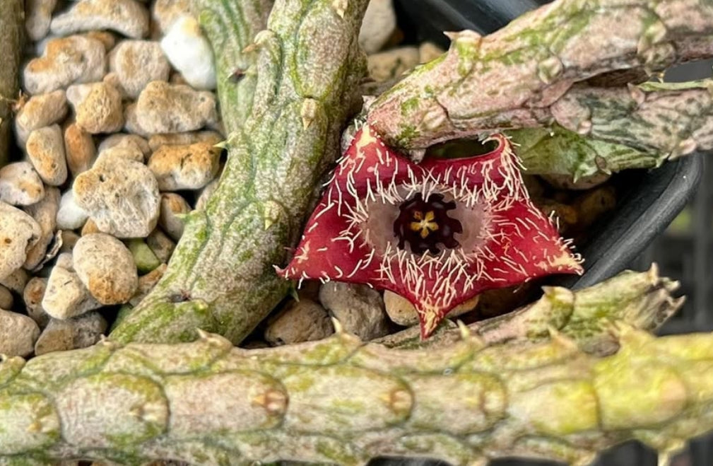 Stapelianthus montagnacii seeds