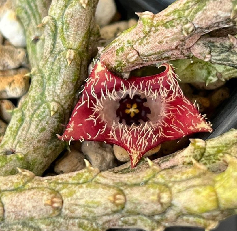 Stapelianthus montagnacii seeds