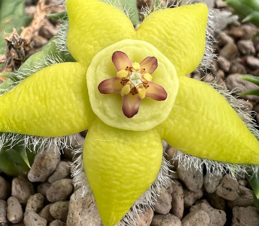 Orbea semota var. lutea seeds