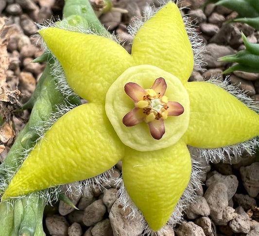 Orbea semota var. lutea seeds